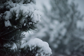 Image showing christmas evergreen pine tree covered with fresh snow