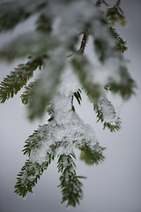 Image showing christmas evergreen pine tree covered with fresh snow