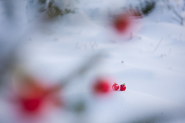 Image showing christmas ball in snow