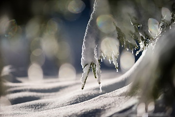 Image showing tree covered with fresh snow at winter night