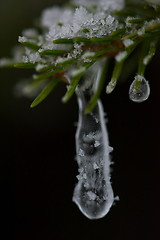 Image showing christmas evergreen pine tree covered with fresh snow