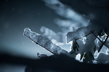 Image showing tree covered with fresh snow at winter night