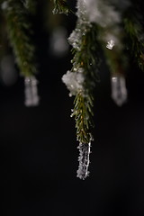 Image showing tree covered with fresh snow at winter night