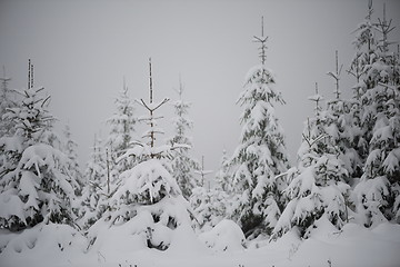 Image showing christmas evergreen pine tree covered with fresh snow