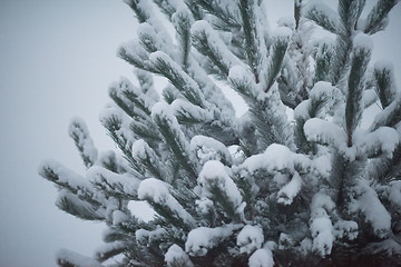 Image showing christmas evergreen pine tree covered with fresh snow