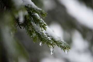 Image showing christmas evergreen pine tree covered with fresh snow