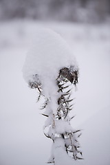 Image showing christmas evergreen pine tree covered with fresh snow