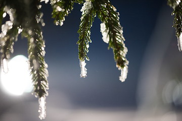 Image showing tree covered with fresh snow at winter night