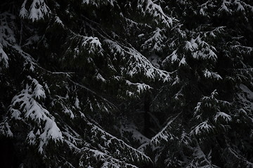 Image showing christmas evergreen pine tree covered with fresh snow