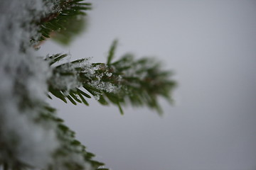 Image showing christmas evergreen pine tree covered with fresh snow