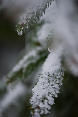 Image showing christmas evergreen pine tree covered with fresh snow