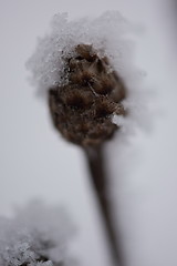 Image showing christmas evergreen pine tree covered with fresh snow