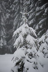 Image showing christmas evergreen pine tree covered with fresh snow