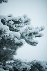 Image showing christmas evergreen pine tree covered with fresh snow