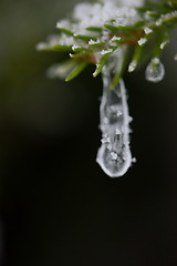 Image showing christmas evergreen pine tree covered with fresh snow