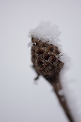 Image showing christmas evergreen pine tree covered with fresh snow