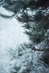 Image showing christmas evergreen pine tree covered with fresh snow