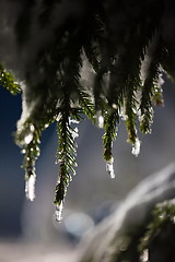 Image showing tree covered with fresh snow at winter night