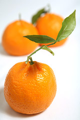 Image showing Tangerine with leaves macro