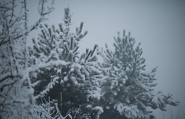 Image showing christmas evergreen pine tree covered with fresh snow