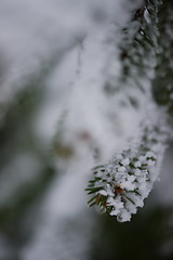 Image showing christmas evergreen pine tree covered with fresh snow