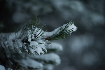 Image showing christmas evergreen pine tree covered with fresh snow