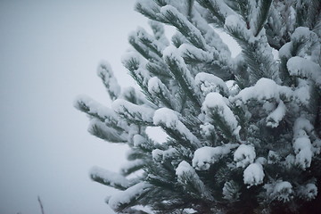 Image showing christmas evergreen pine tree covered with fresh snow