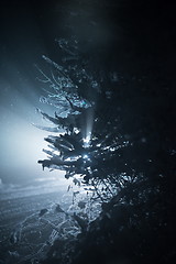 Image showing tree covered with fresh snow at winter night