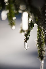 Image showing tree covered with fresh snow at winter night