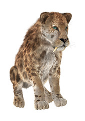 Image showing Big Cat Sabertooth