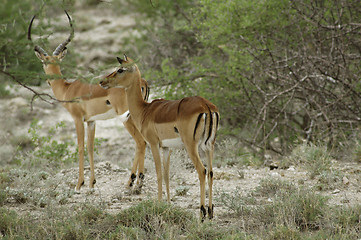 Image showing Impala