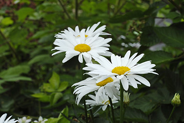 Image showing Daisies