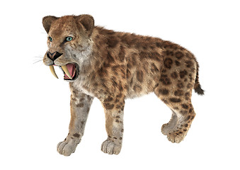 Image showing Big Cat Sabertooth