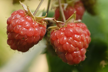 Image showing Raspberry