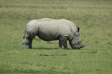 Image showing Rhinoceros