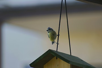 Image showing Blue Tit on feeding house