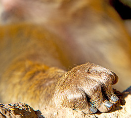 Image showing bush monkey in africa morocco and natural background fauna hand 