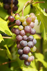 Image showing Grapes