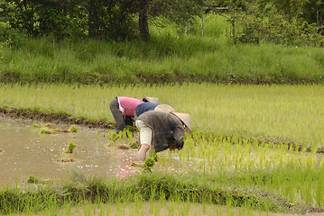 Image showing People working on the ricefields