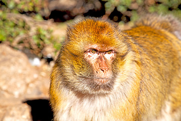 Image showing bush monkey in   morocco  fauna close up