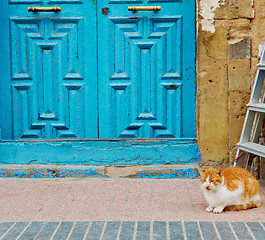 Image showing   cat in africa morocco   background