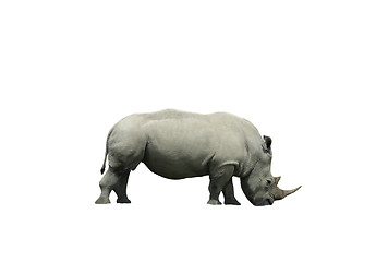 Image showing Rhinoceros isolated on white