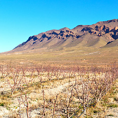 Image showing brown bush  in    valley  morocco    vites  dry mountain  