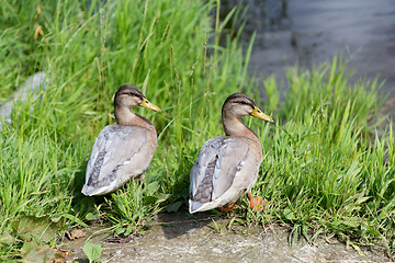 Image showing two ducks on river bank