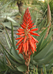 Image showing aloe maculata flowers