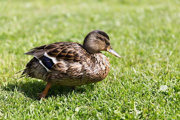 Image showing duck walking on green summer meadow