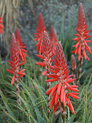 Image showing aloe maculata flowers