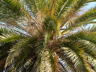 Image showing palm tree close-up