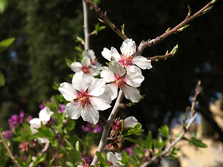 Image showing Almond flowers