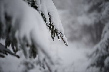 Image showing christmas evergreen pine tree covered with fresh snow